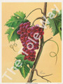 Red Grapes by Reina 177 (4x5)