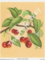 Cherries by Reina 178 (4x5)