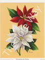 Red and White Poinsettia by Reina (4x5)