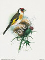 European Gold Finch and Thistles (6x8)