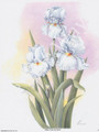 White Irises (8x10)
