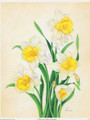 White and Yellow Daffodils (8x10)