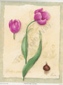 Botanical Tulips I (8x10)