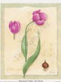 Botanical Tulips I 387 (4x5)