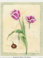 Botanical Tulips II 388 (4x5)