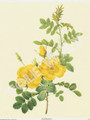 Rosa Eglanteria (Yellow Rose) (8x10)