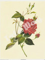 Rosa Indicia Cruenta (Red Rose) (8x10)