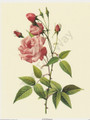 Rosa Indicia Vulgaris (Pink Rose) (8x10)