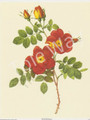 Rosa Eglanteria Punicea (Yellow/Orange Rose) (8x10)