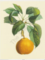 Pears (8x10)