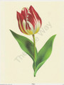Tulip (8x10)
