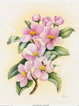 Cherry Blossoms II 395 (8x10)