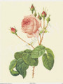 Rosa Centifolia Bullata (Pink Rose) (8x10)