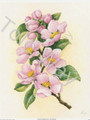 Cherry Blossoms I (8x10)