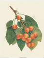 Rockport Cherries (8x10)