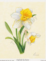 Daffodils (4x5)