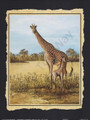 Giraffes (8x10)