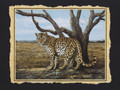 Leopard (8x10)