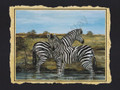 Zebras (16x20)