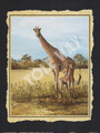 Giraffes (16x20)