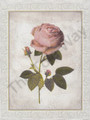 Captive Rose I (8x10)