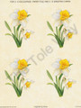Daffodils 551 (card sheet 7x9)