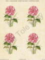 Camellia (card sheet 7x9)