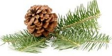 Pine Essential Oil