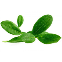 Raven Sera Essential Oil