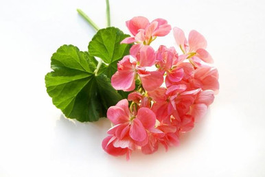 Rose Geranium Essential Oil
