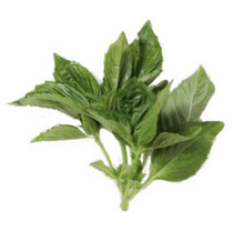 Rosewood Essential Oil