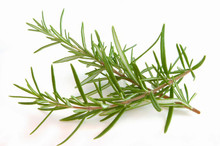 Rosemary ( Spain ) Essential Oil