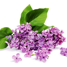 Lilac Fragrance Oil