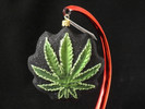 Cannabis Leaf ~ Black Background