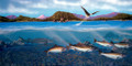 Salmon Habitat 1 Gutenberg Fine Art Print