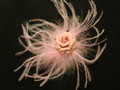 Pink Feather Puff with Pink Flower2
