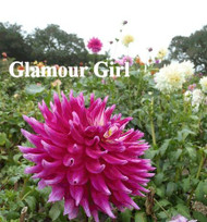 G-20 Glamour Girl  B/SC/Pur