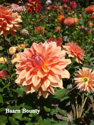 B-01 Baarn Bounty AA ID BR