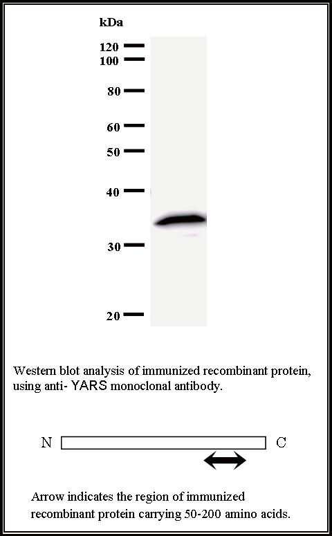 BMR00147 WB Data