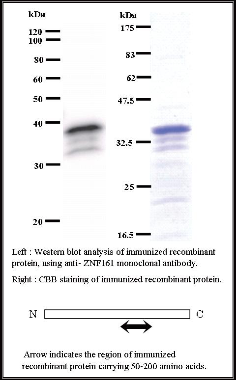 BMR00215 WB Data