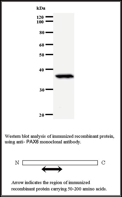 BMR00220 WB Data