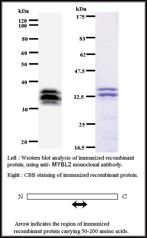 BMR00227 WB Data