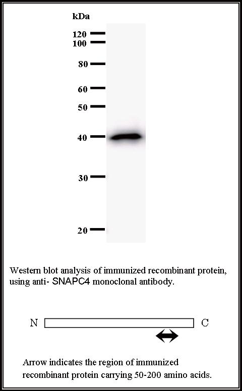 BMR00233 WB Data