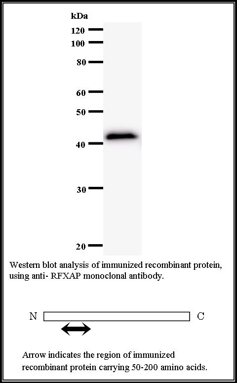 BMR00241 WB Data