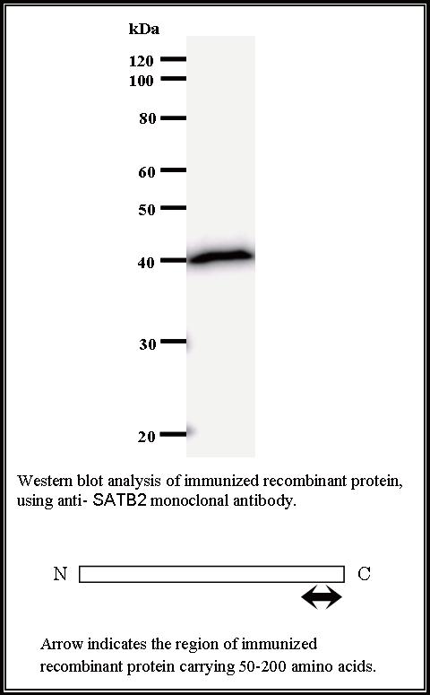 BMR00263 WB Data