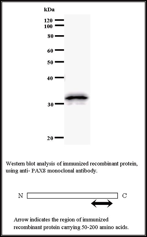 BMR00285 WB Data