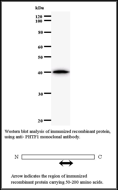 BMR00288 WB Data