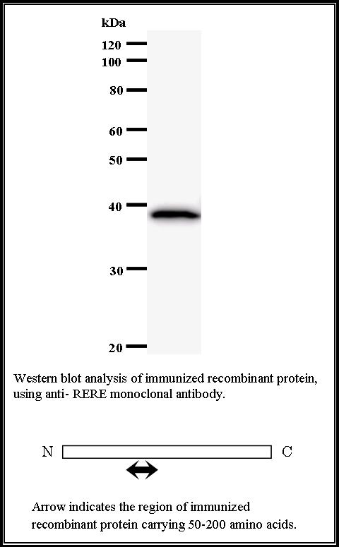 BMR00290 WB Data