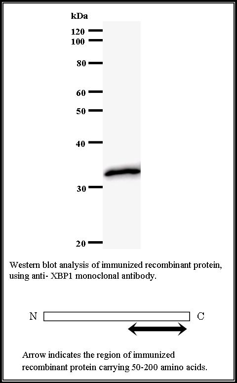 BMR00292 WB Data