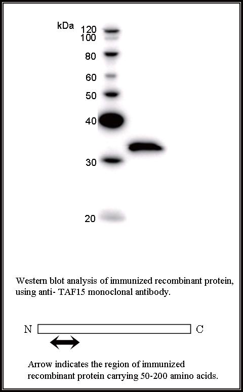 BMR00296 WB Data